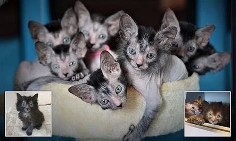 Werewolf Cat Breeder Reveals Her Adorable Kittens That Look Like