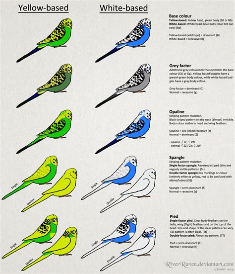 Budgerigar Colour Genetics By Riverraven Parakeets Budgies Pet