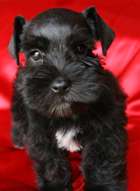 Maybe you would like to learn more about one of these? 🌀Black Miniature Schnauzer puppy so adorable 💙 | Perros ...