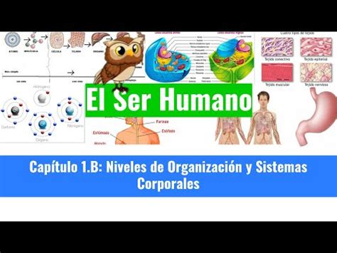 Cap Tulo B Niveles De Organizaci N Estructural Y Sistemas Corporales Youtube