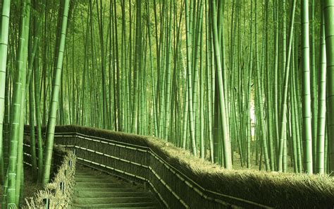 bamboo forest hd wallpaper