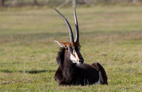 Sable Antelope Savannah Free Photo On Pixabay Pixabay