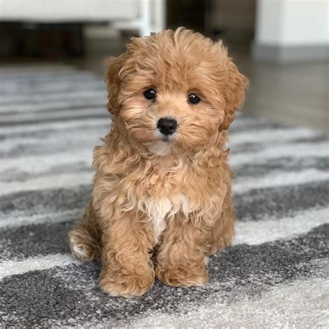 8 Things You Need To Know Before Buying A Malti Poo Michigan Puppy