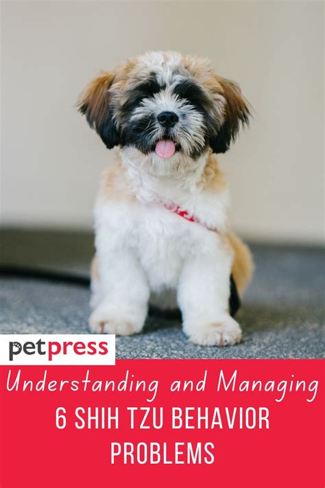 Understanding And Managing 6 Shih Tzu Behavior Problems