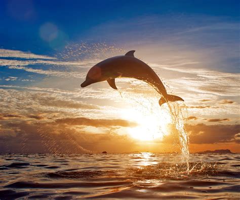 Dolphin Jumping At Sunset