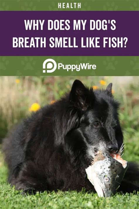 5 Why Does My Dog Breath Smell Like Fish Ideas Wijnsauz