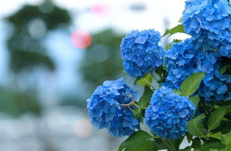 Hydrangea Bloom Blue Wallpaper Hd Flowers 4k Wallpapers