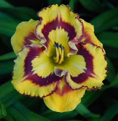A start to their 2020 intros. PlantFiles Pictures: Daylily 'New Paradigm' (Hemerocallis ...