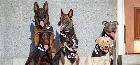 Tug Dogs Teach Train Tug Professional Dog Training Academy