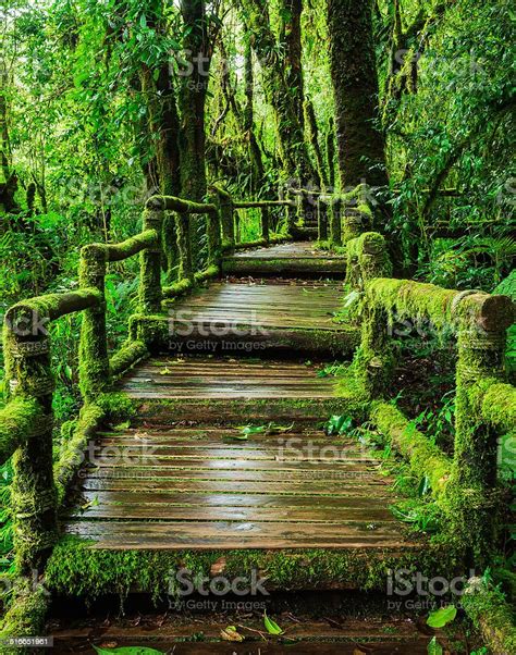 Beautiful Rain Forest At Ang Ka Nature Trail Stock Photo Download