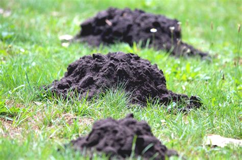 Are there mole tunnels in your yard? Enjoy a Pest-Free Yard: A Complete Guide to Ground Mole Removal | Trap Your Moles