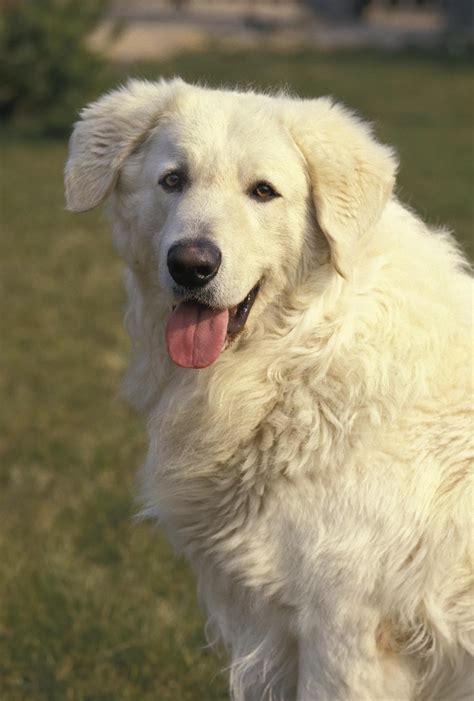Kuvasz Dog Breed Information And Characteristics
