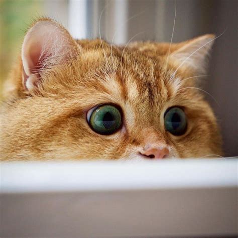 41 Pictures Of The Hosico Cat Proving Once And For All Puss In Boots Is
