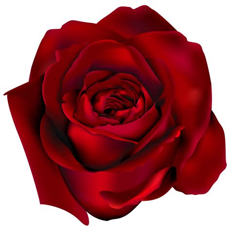 rose red clipart 20 free cliparts download images on clipground 2024