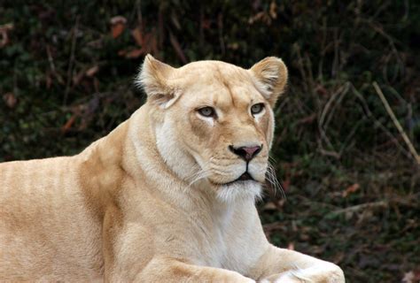 Cincinnati Zoo Lioness © All Rights Reserved No Usag Flickr