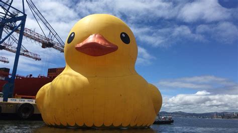 Reviven Al Pato De Hule Gigante En Chile