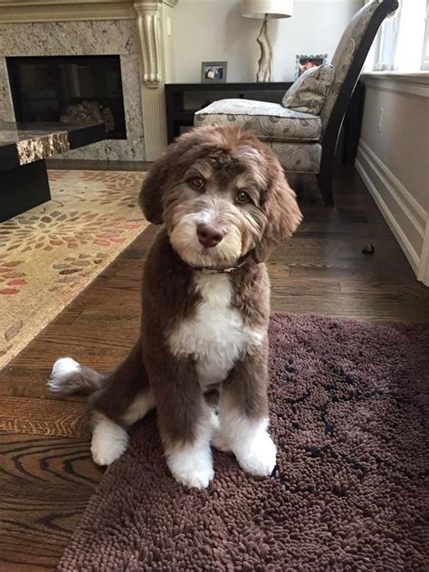 Tuuka F1 Standard Aussiedoodle Tri Colored Labradoodle Puppy