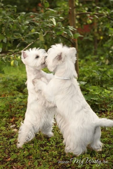 Pin On Westies