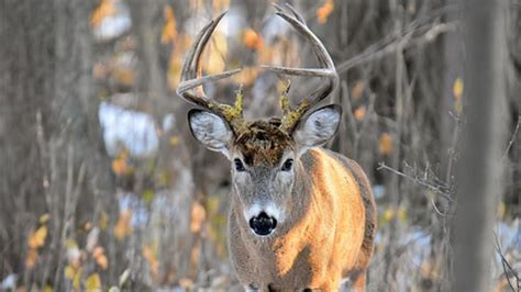 Alabamas Biggest Deer Now Viewable Online