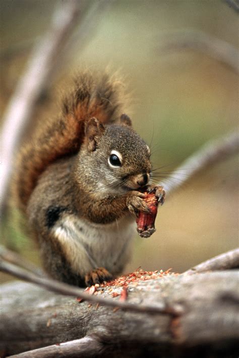 Ground Squirrel Eating Nut Image Free Stock Photo Public Domain