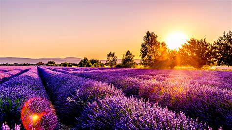 Sunset Over A Lavender Field Drome France 4k Wallpaper