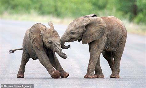 Two Baby Elephants Play Together Climbing One Another In
