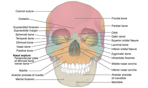 Cráneo Anatomía Concise Medical Knowledge