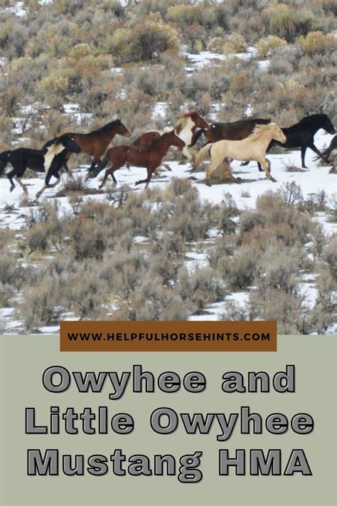 The Little Owyhee Hma Seems To Be Very Popular Among Blm Adopters