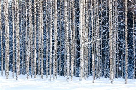 Snowy Birch Forest Wallpaper Mural Wallsauce Ca