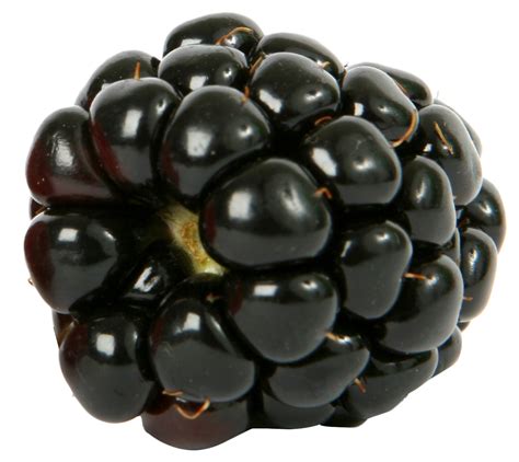Download Fresh Single Blackberry Fruit Png Image For Free