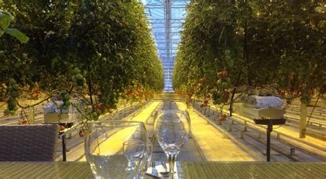 Friðheimar Feast Amongst The Tomato Plants In An Icelandic Greenhouse