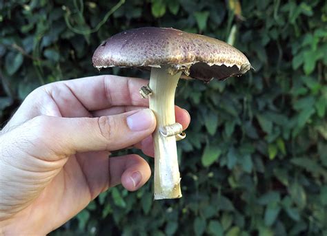 How To Grow Edible Mushrooms Wine Caps Garden Giant Stropharia