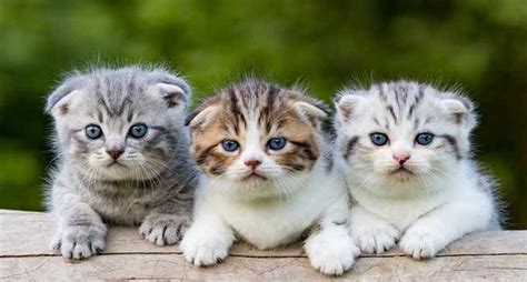 10 Foto Anak Kucing Lucu Dan Imut Imut Id