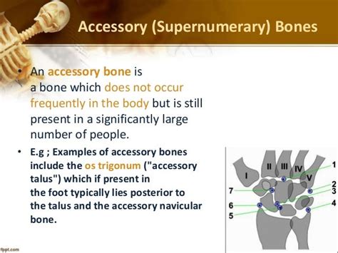 Presentation On Bones