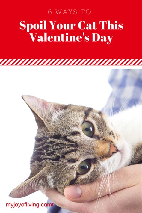 Ways To Show Your Cat You Love Them