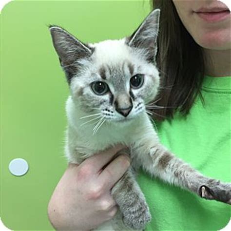 Reason for adoption/ message for interested parties: Hibbing, MN - Siamese. Meet Morgan a Kitten for Adoption.