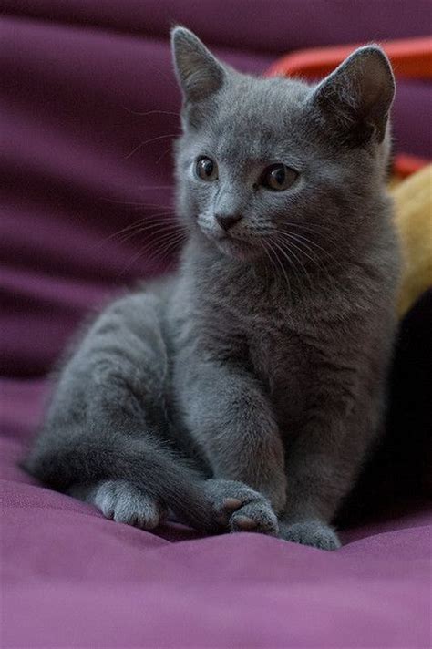 67 Best Catsour Russian Blue And Siamese Images On
