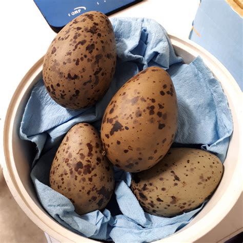 A T Of Gull Eggs Hakai Institute