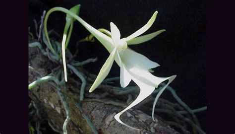 Ghost Orchid Naples Rare Specimen Blooms At Swamp Sanctuary