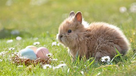 20 Gambar Kelinci Lucu Dan Imut Untuk Hilangkan Kalut Kepogaul