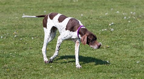 English Pointer Characteristics Facts And Information About