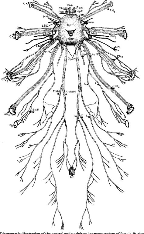 Nervous System Coloring Pages Diagram Printable Sistema Nervioso Worksheet Central Human Esquema
