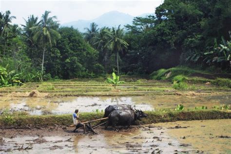 Membajak Sawah Dengan Kerbau Kearifan Lokal Mulai Hilang RMOL JATENG