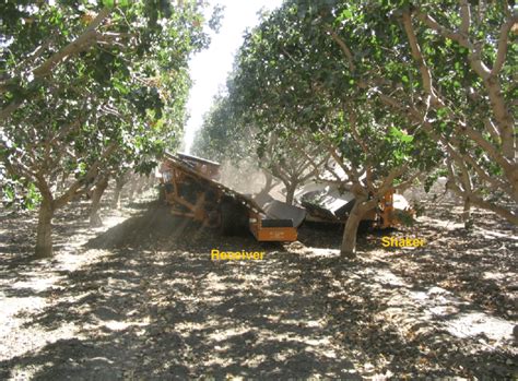 The Typical Pistachio Harvest Operation In California Is Extensively