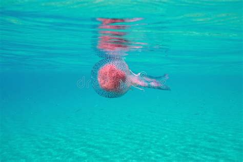Jellyfish Under Water Surface Stock Image Image Of