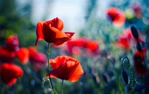 Poppy Full Hd Wallpaper And Background Image 1920x1220 Id450957