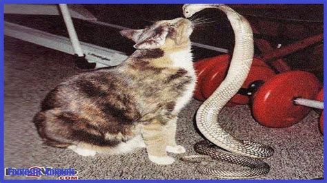 King Cobra Attack Cat Vs Snake Who Will Win Reaping The Best Buzz