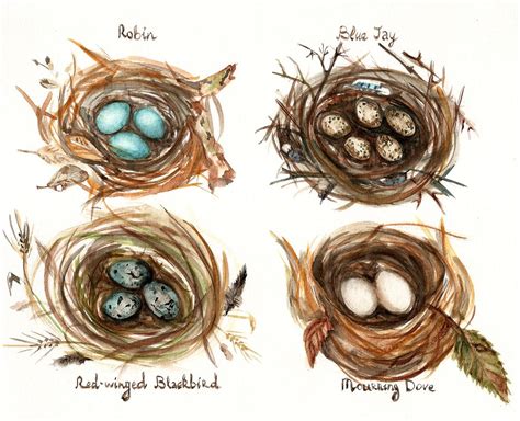 Four Bird Nests Study Fine Art Print Of Original Watercolor Painting