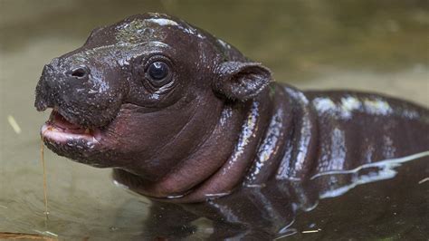 Newborn Hippopotamus