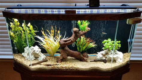 30 Gallon Freshwater Aquarium Setup Aquarium Design Ideas